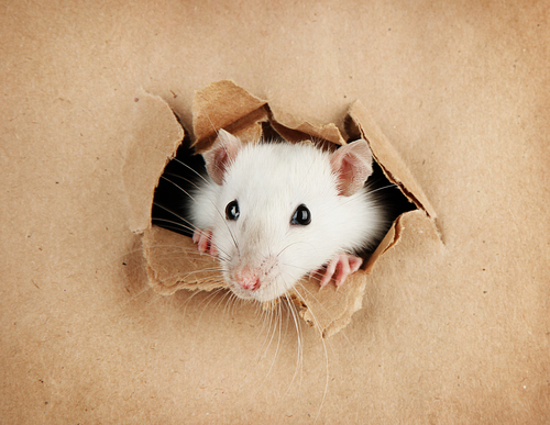 Best Dallas Rat Removal Methods - Masters Services