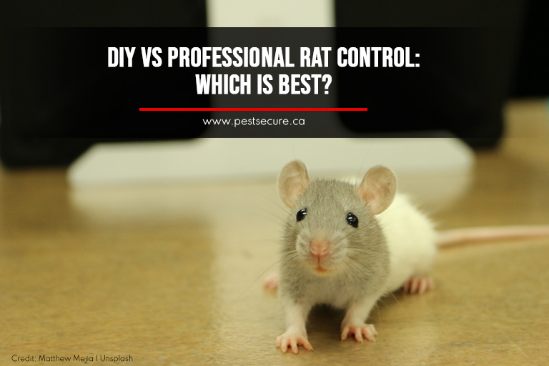 DIY vs Professional Rat Control: Which Is Best? | Pest Secure